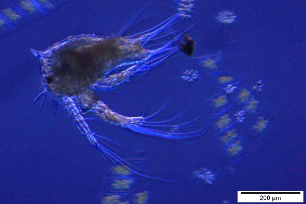 Nauplii aus dem Planktoninkubator unter dem Binokular. Nauplien von Kleinstkrebsen sind Startfutter in jeder nachhaltigen Hatchery.